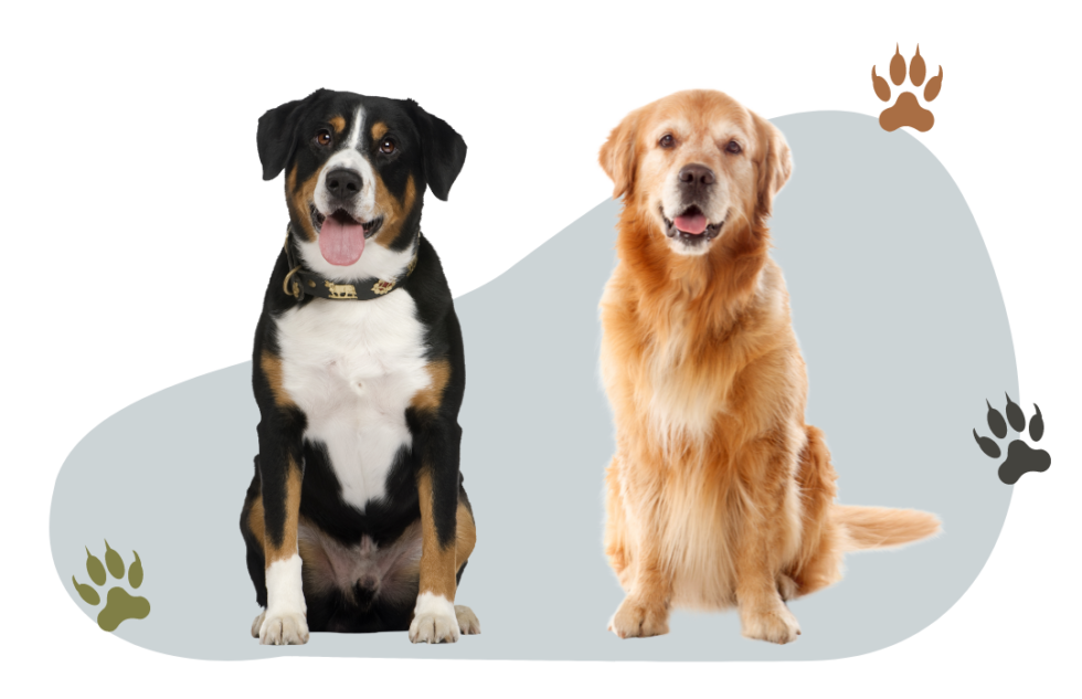  The Dog Rink Eudaimonia Dog Training